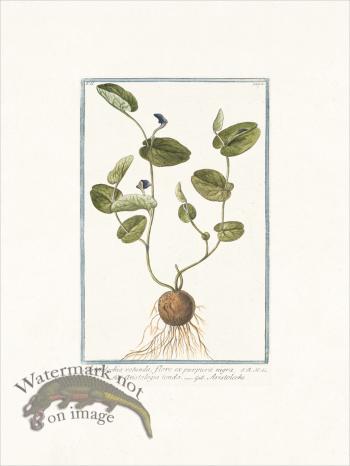 Bonelli 180 snakeroot